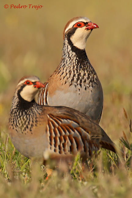 Perdiz común (Alectoris rufa)